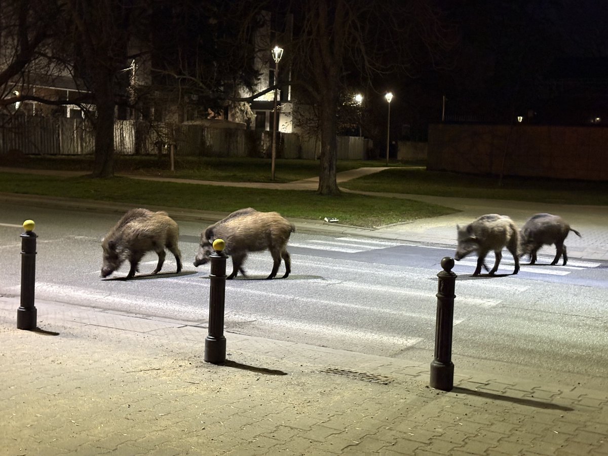 LegiaChamy tweet media