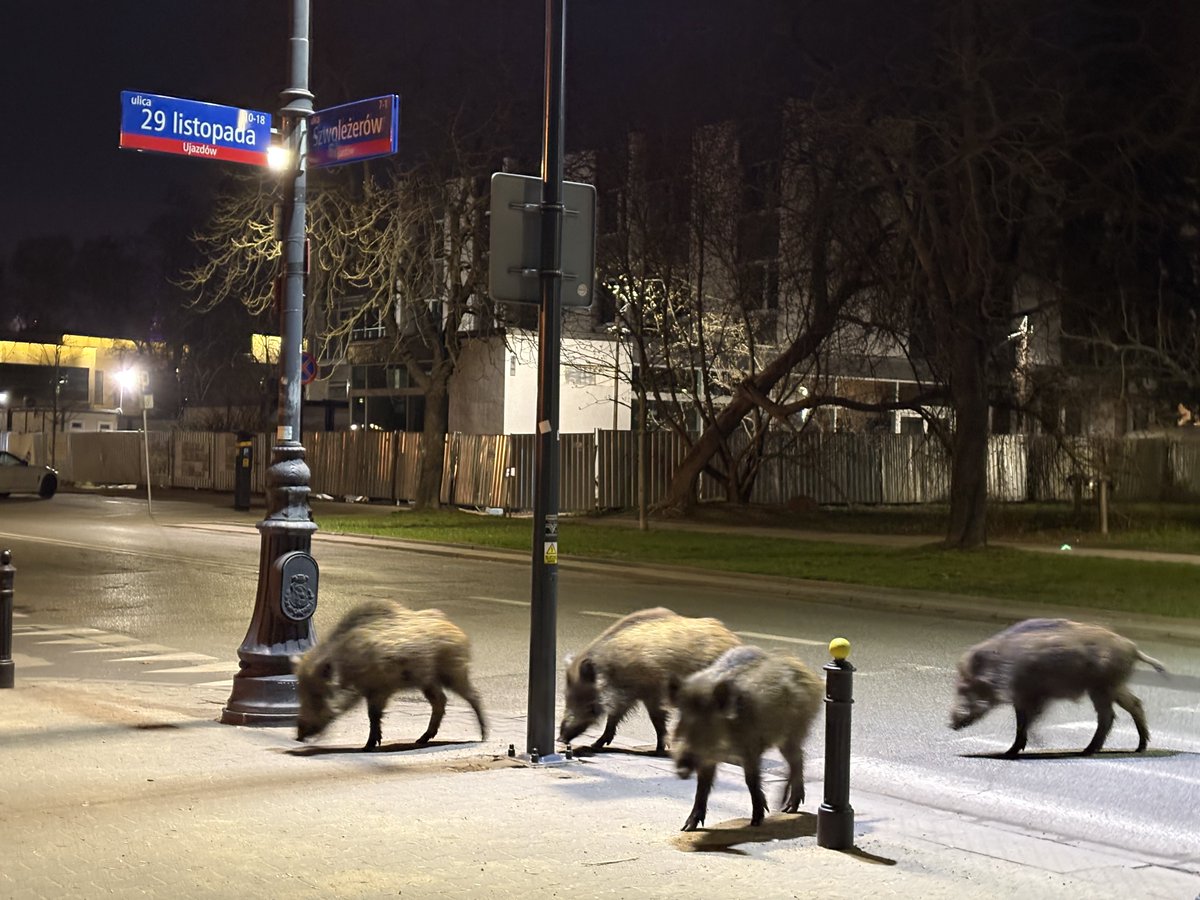 LegiaChamy tweet media