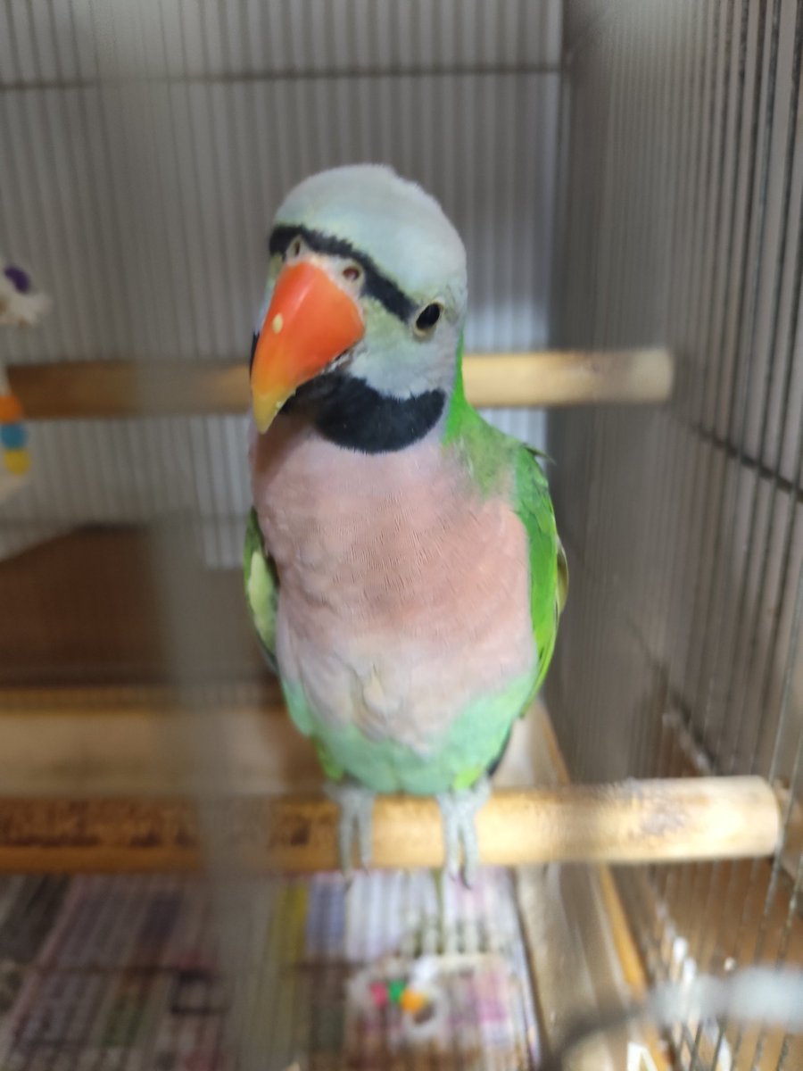 ヴィルキス ヴイツツ🇺🇦 tweet media