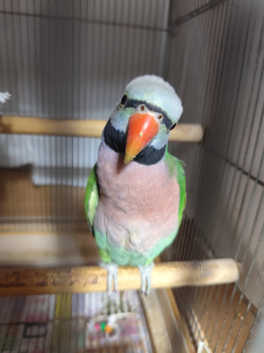 ヴィルキス ヴイツツ🇺🇦 tweet media