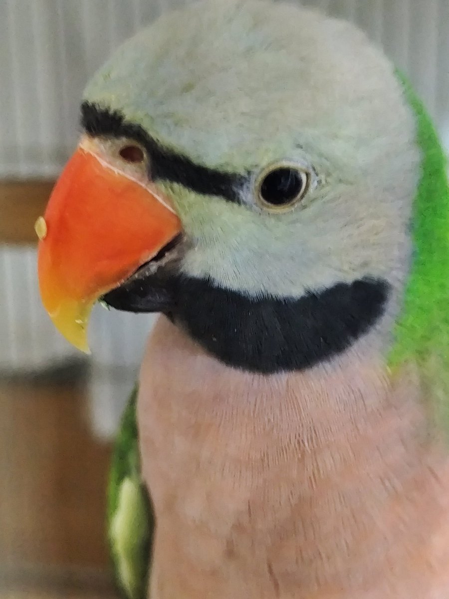 ヴィルキス ヴイツツ🇺🇦 tweet media