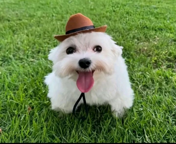 Ñokki 🐟 tweet media