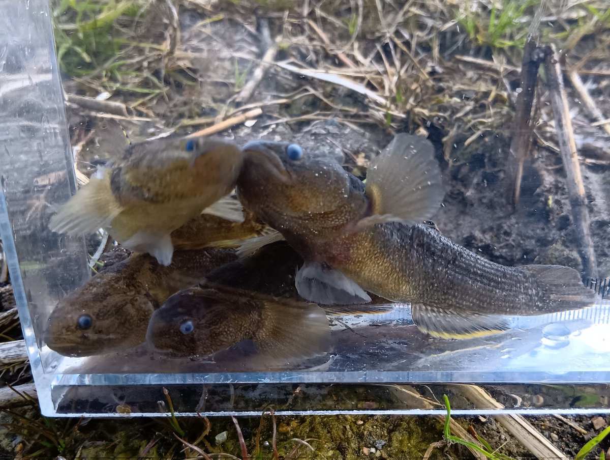 かわもぐり tweet media