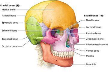 LoreCardenasX's tweet photo. Por favor, hazte un favor y relaja tus maseteros y cigomáticos oralmente.

Hay una enorme cantidad de trauma acumulado en tus músculos faciales de la que no te habías dado cuenta. Imagina caminar masticando chicle de mástique durante varias horas al día sin masajear ni relajar nunca tus músculos maseteros.

 Los músculos de la mandíbula son una de las partes más fuertes del cuerpo humano. Están unidos a la sien, lo que puede ser la razón por la que experimentas dolores de cabeza. 

Si los músculos faciales están tensos, incluso pueden tirar de la cara hacia atrás como mecanismo de proyección. 
Relaja tus músculos temporales con los nudillos y masajea tus maseteros durante 5 minutos cada uno.