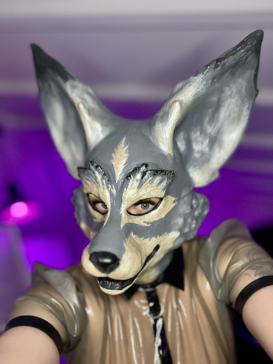 Rubber Pup Shibusa 🦊 tweet media