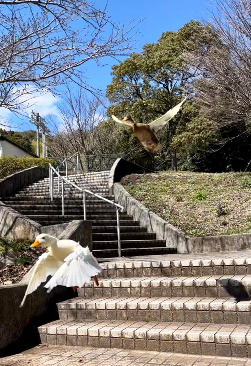 あひらあにごう＠🪽✨⛸️💞🎸 tweet media