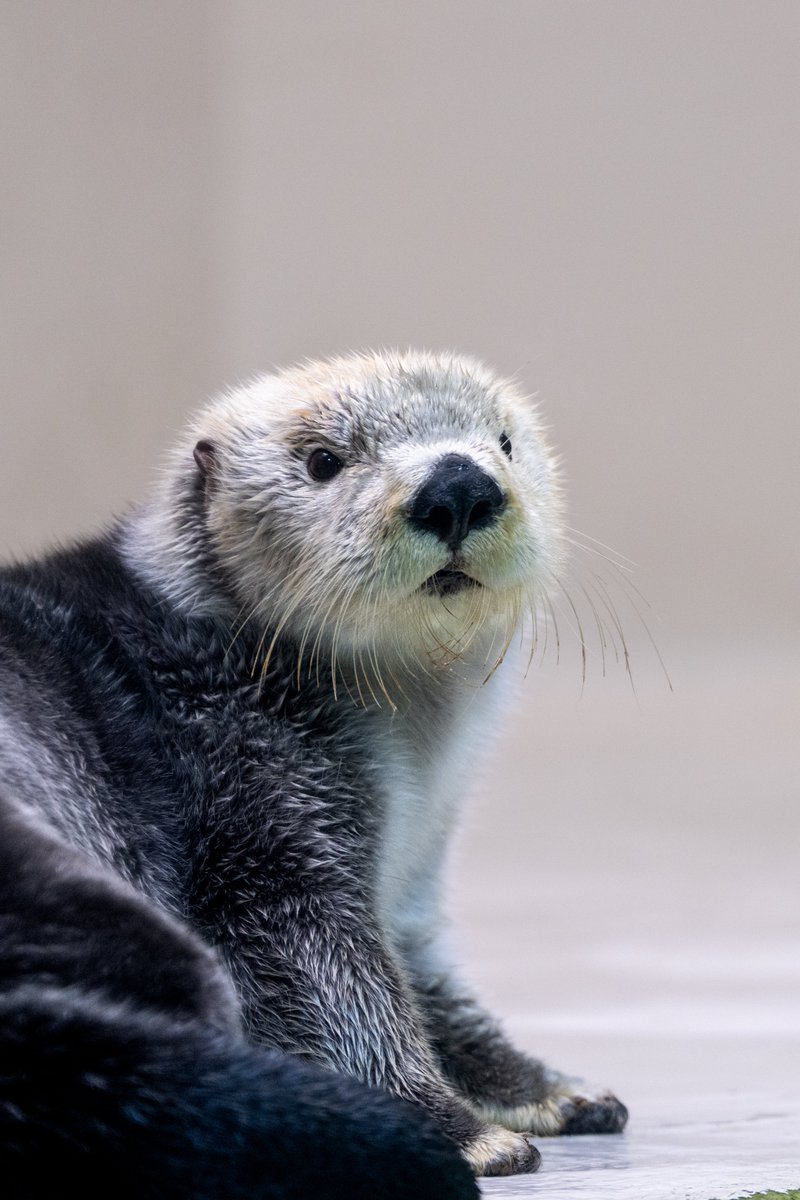 スコンブ3rd tweet media