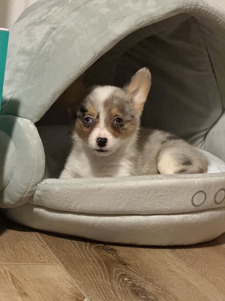 CyYuVtuber 3.0: Tech Support Arc tweet media