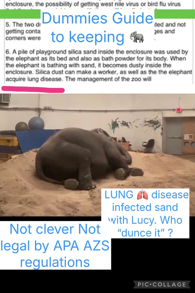 YvonneHooper20's tweet photo. @janischshane @MarkJCarney #Canadian 🐘 💩 #yeg #Canada
@MarkJCarney Would it hurt blind politics to let lucy out of abuse? tax 💵 MIA who knows where the extra 182 million💰went as zoo seems protected from audits. 🫁 disease sand no legal ventilation no zoo manager cared. the public report saved 🐘 https://t.co/xwKiReEL7U