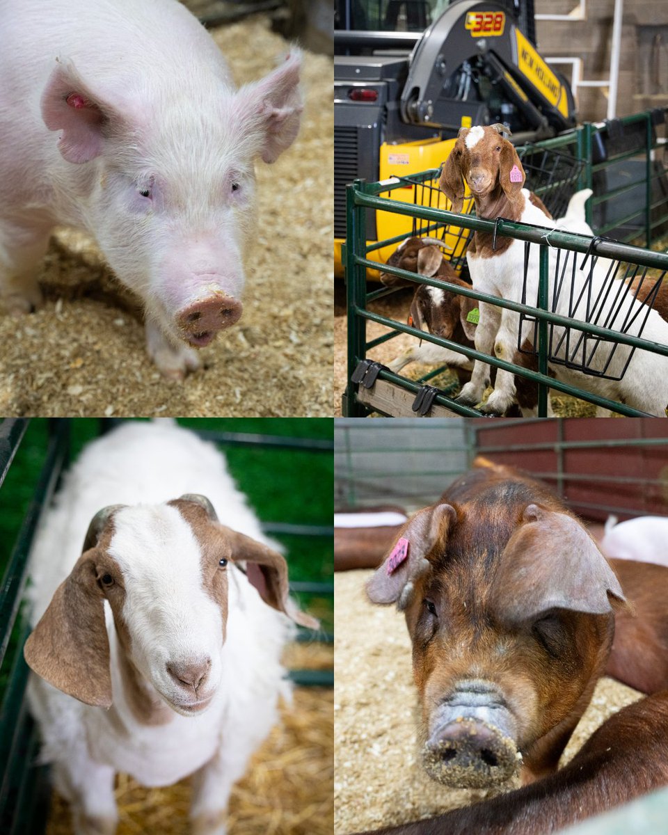 SDSU College of Ag, Food & Environmental Sciences tweet media
