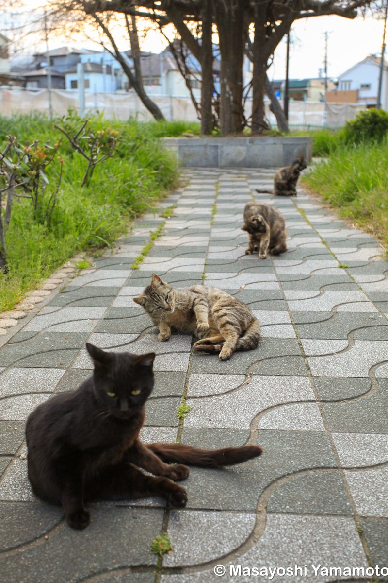 ︎山本 正義 (Masayoshi Yamamoto)立ち猫®︎ tweet media