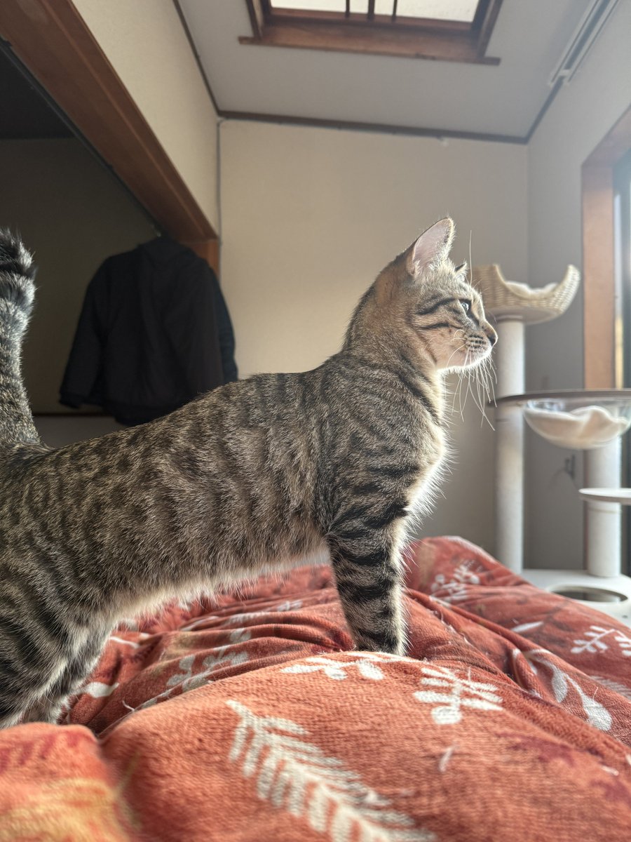 きなこもちおと猫家族ズ tweet media