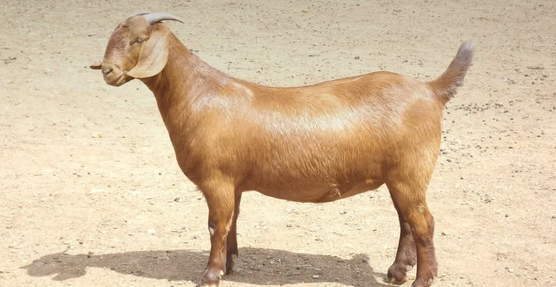 The Nigerian Farmer tweet media