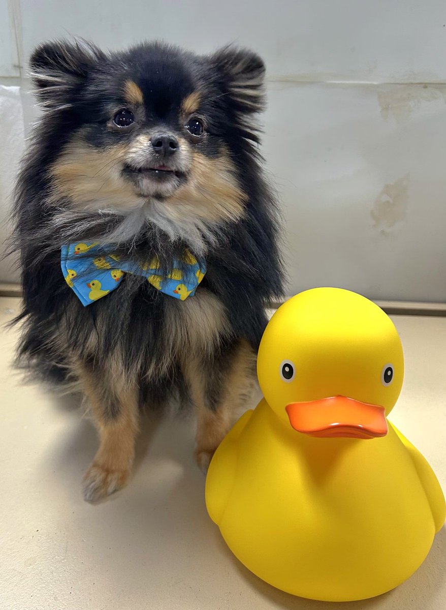 REY ⚰️🕊 spicy mermaid tweet media