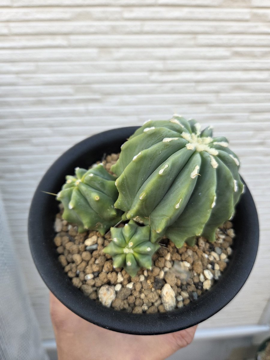 ローリー tweet media