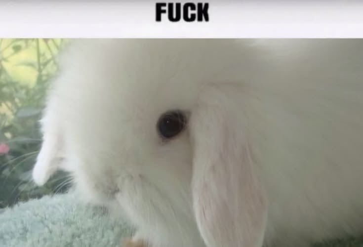 Pony Giorno of shedtwt tweet media