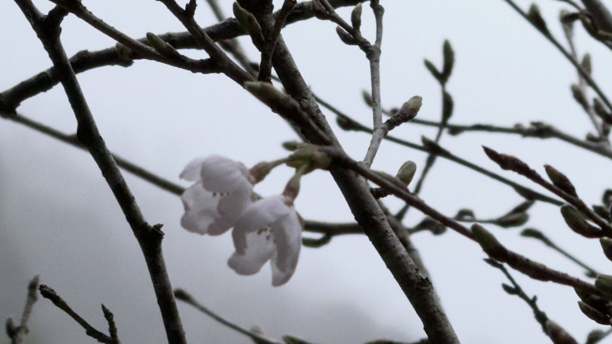 きのうのてま𝕏 tweet media