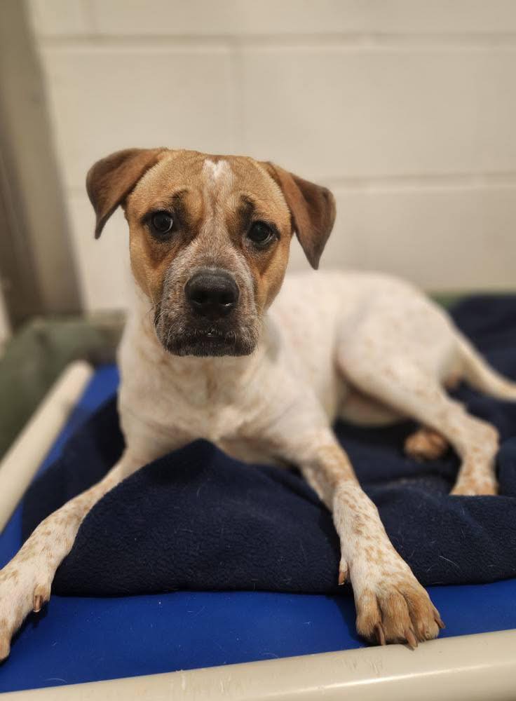 Calle will be at the adoption event on Saturday <a href="/RaleighBrewing/">Raleigh Brewing Co.</a> She is an estimated 4-year-old, 47 lb Boxer/beagle  mix who’s equal parts energy and affection
facebook.com/events/1454970…
#raleighbrewing  #ncbeer #petadoption #dog #puppy #FWCAC #adopt #adoptdontshop #thingstodoraleigh
