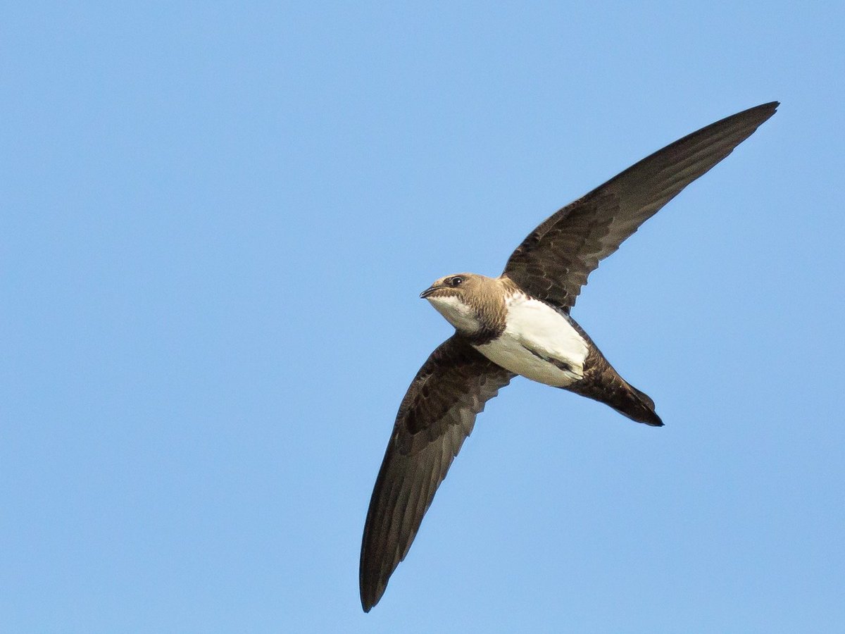 Pere Alzina tweet media