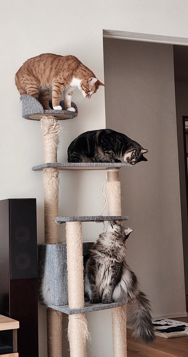 ステラ@FF14 tweet media