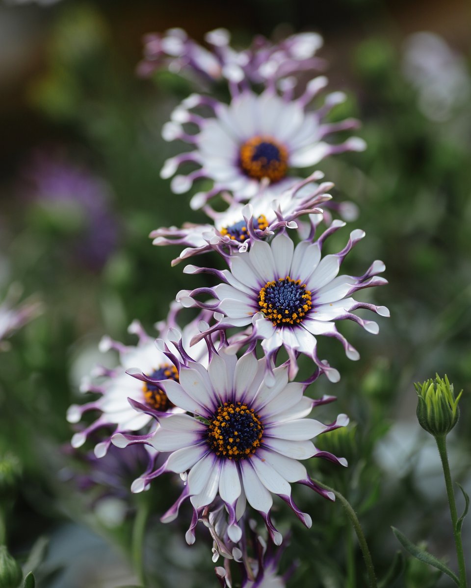 ロックランドナ | 花と神社と風景写真📸 tweet media