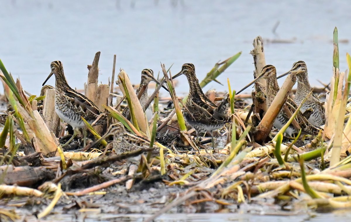 Carl Bovis tweet media