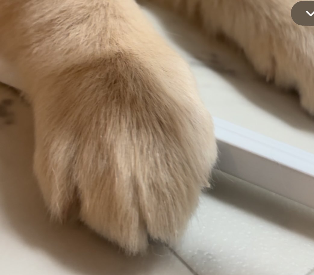 もずくゴールデンレトリバー tweet media