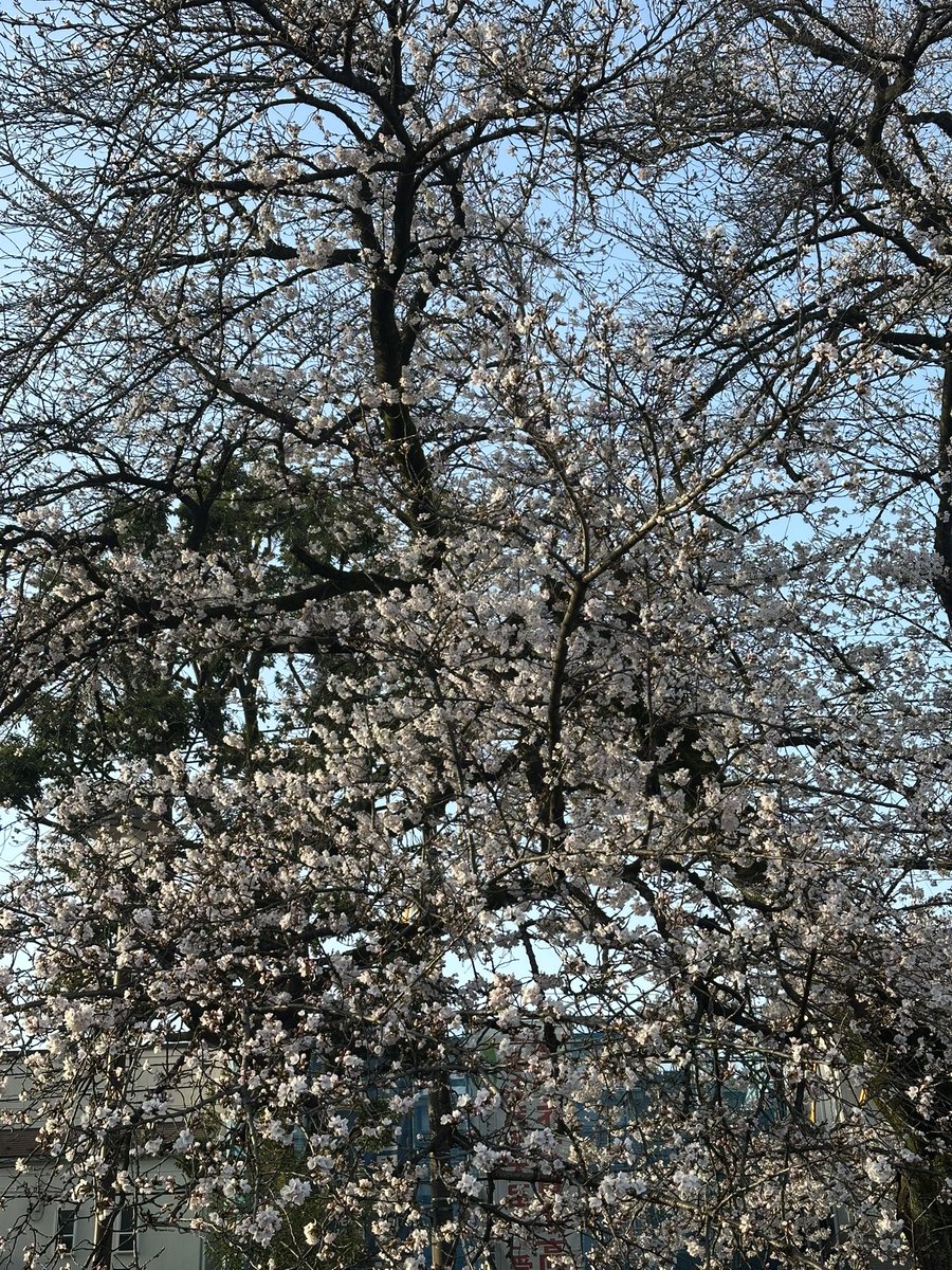 【中野区野方】薄毛の鍼|のむち tweet media