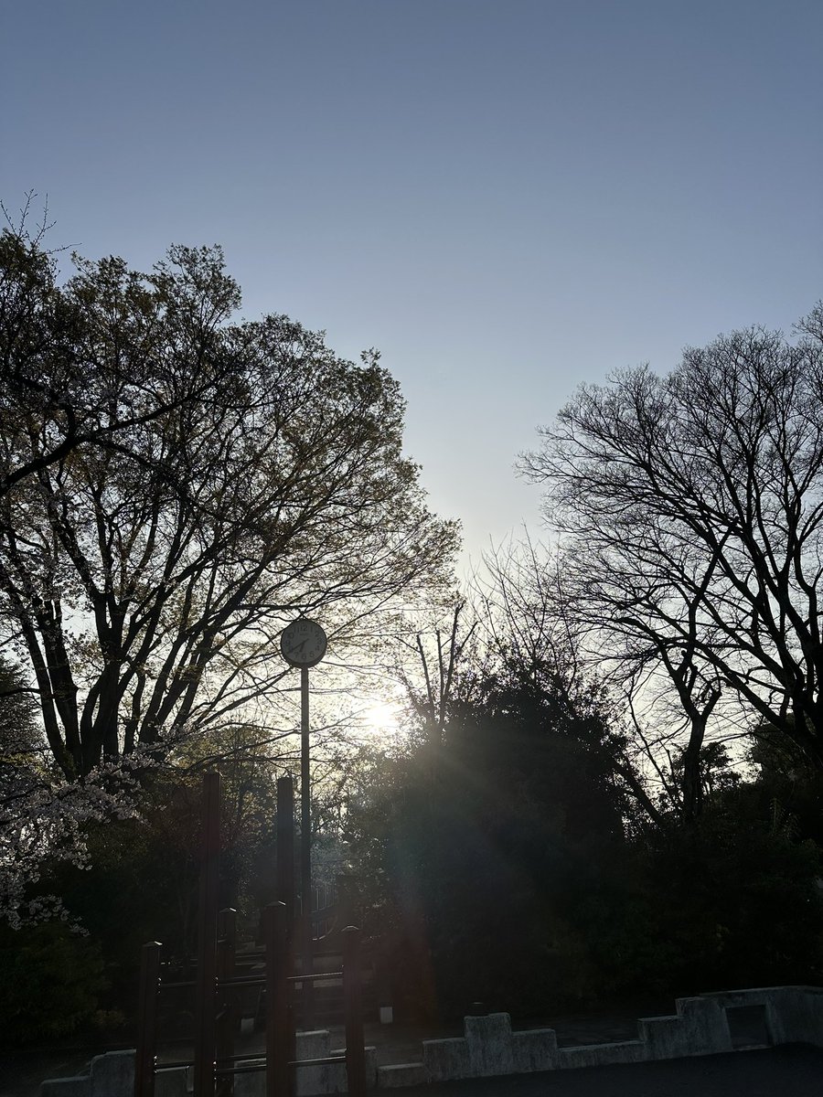 【中野区野方】薄毛の鍼|のむち tweet media