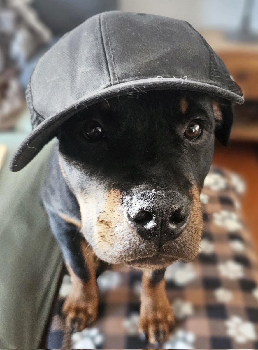 Team Servicerottie🇨🇦🐕🦺🦽 tweet media