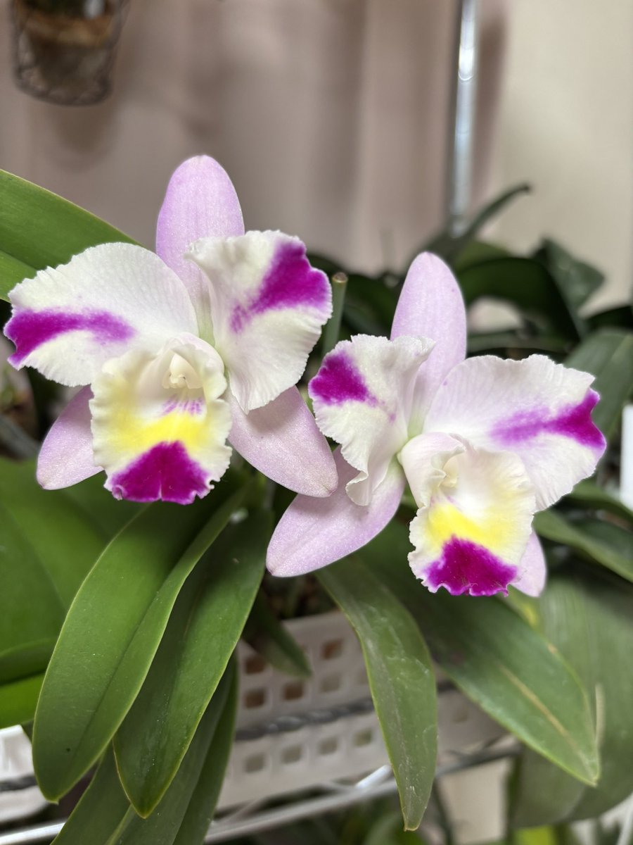 ゆっか tweet media