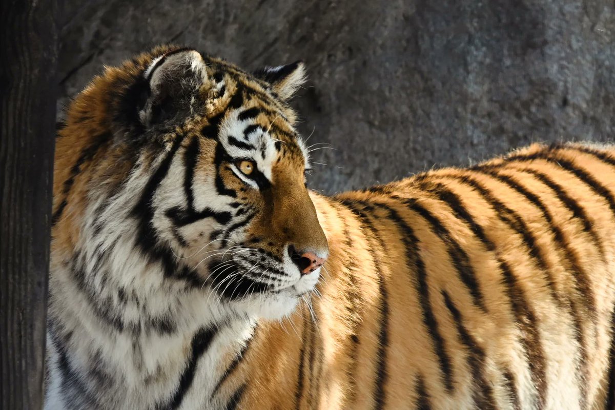 hityu1215's tweet photo. 動物園行ってきました🙂
投稿いつぶりだ💦
#旭山動物園 
#nikon 
#z50 https://t.co/T4ubbPEjms