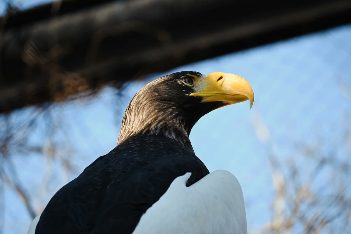 hityu1215's tweet photo. 動物園行ってきました🙂
投稿いつぶりだ💦
#旭山動物園 
#nikon 
#z50 https://t.co/T4ubbPEjms