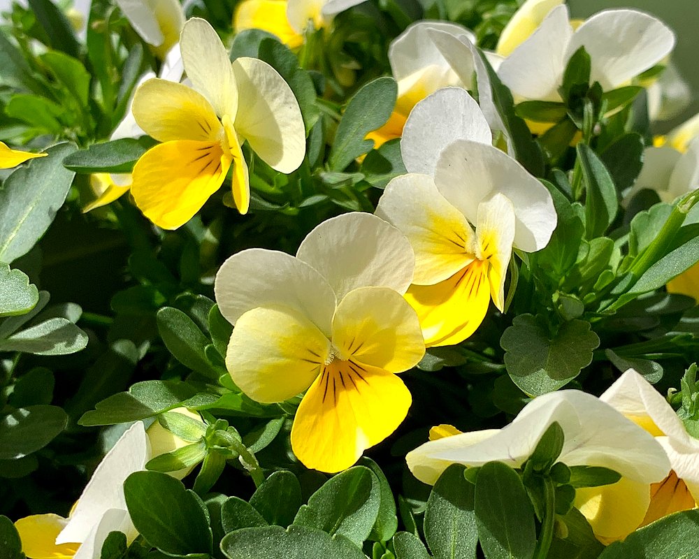 ✿ 𝒛𝒆𝒓𝒐 ✿´ ꒳ ` )☕ tweet media