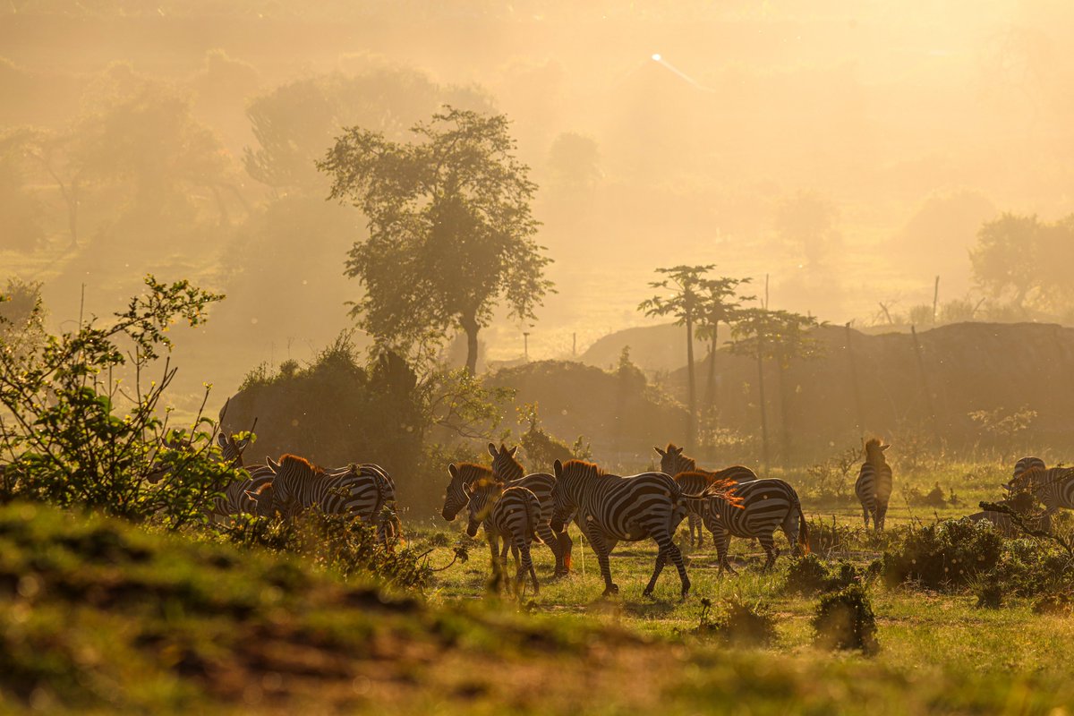 Marvinmilesphotography tweet media