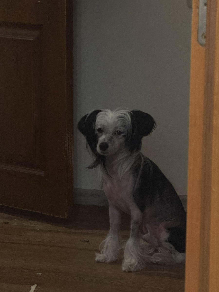 медичний сирник tweet media