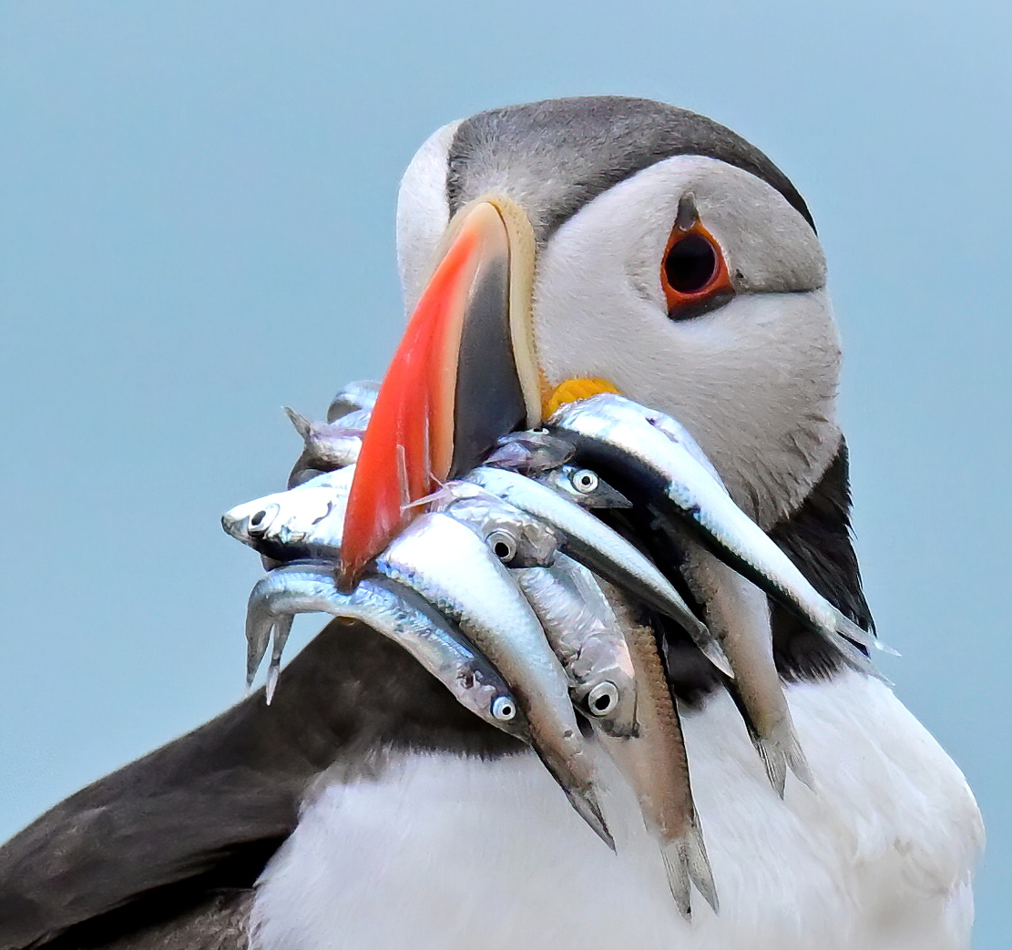 Carl Bovis tweet media