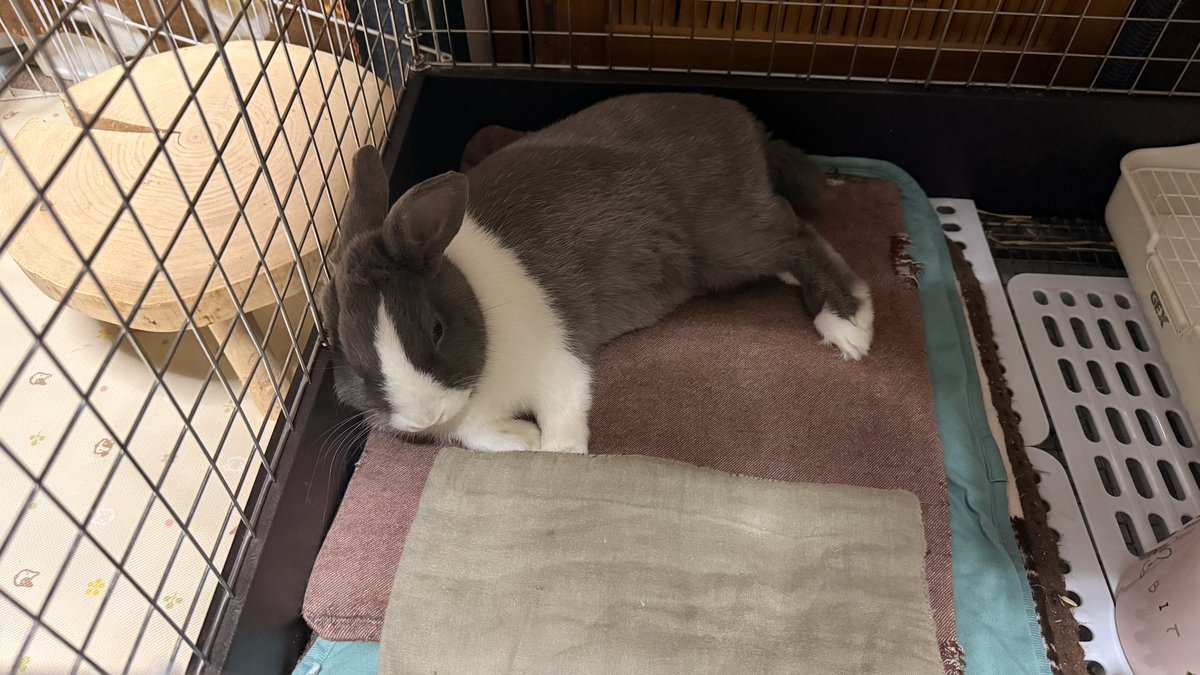 モーリー tweet media