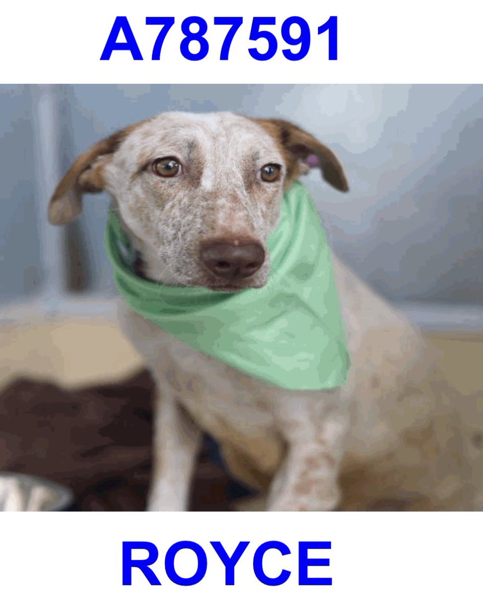 Lisa Brabson. tweet media