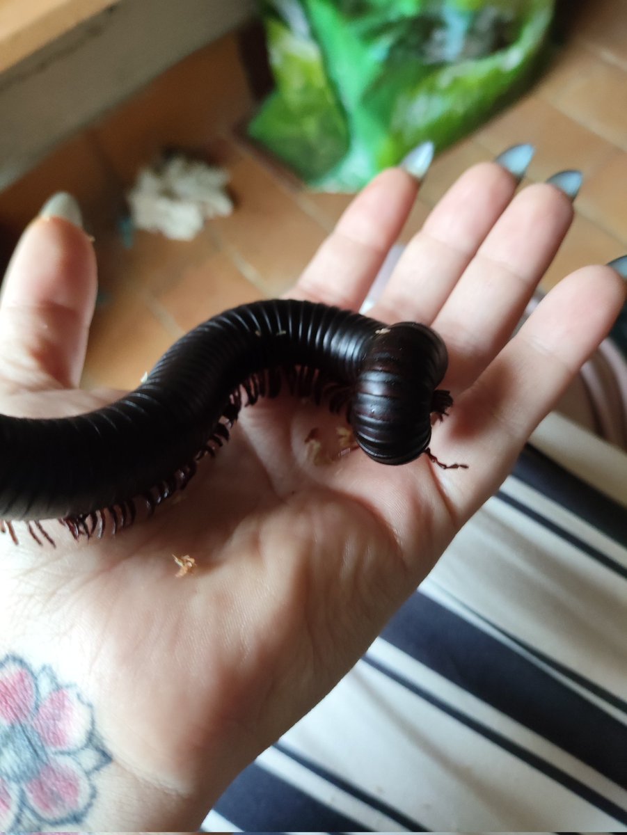 ⋆꙳ Cappy ⋆꙳ ᶻ 𝘻 𐰁.⋆✟ tweet media