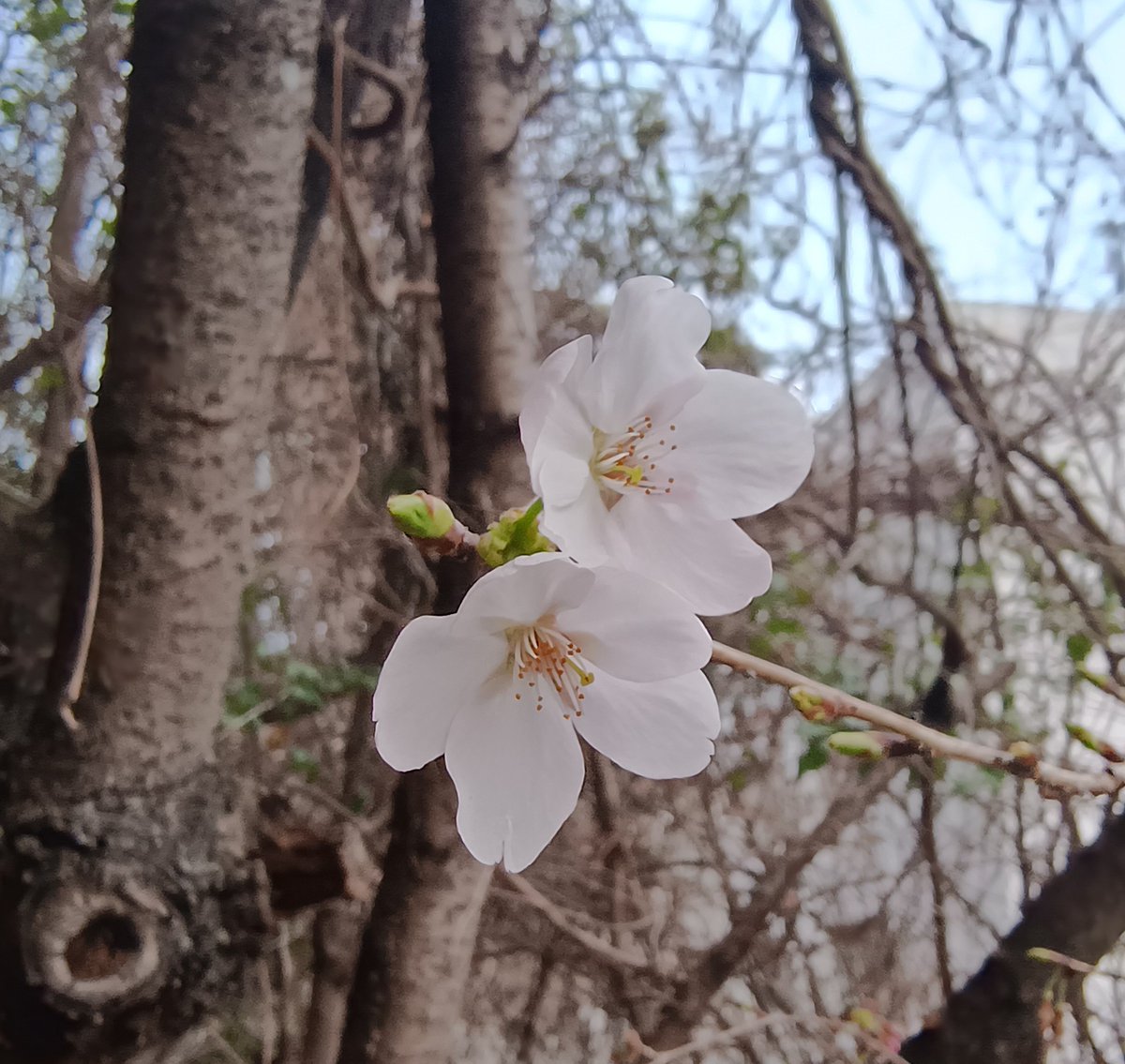 ふらっと tweet media