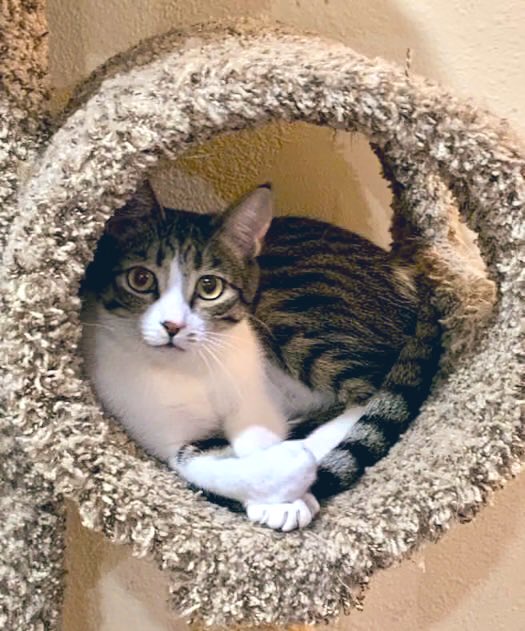 The Cat's Meow tweet media