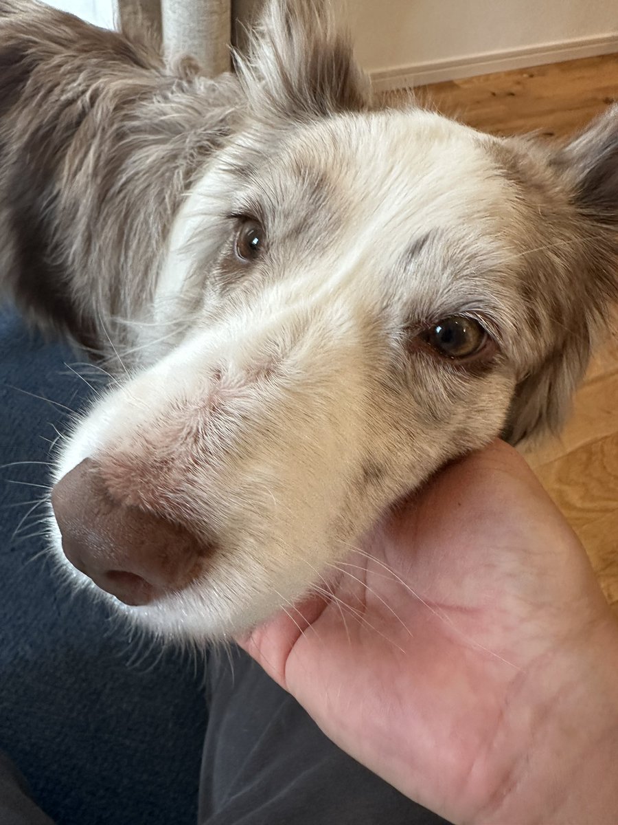 くまごろう tweet media