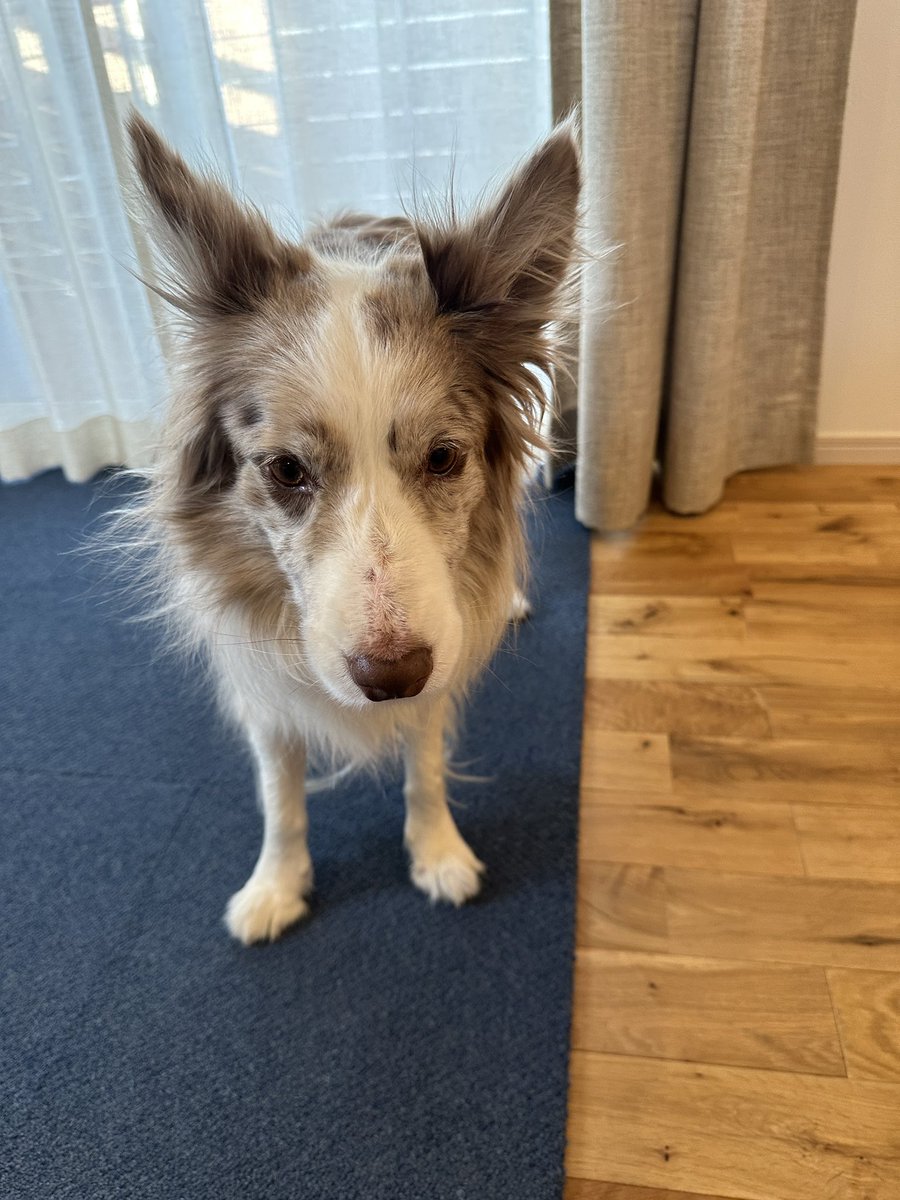 くまごろう tweet media