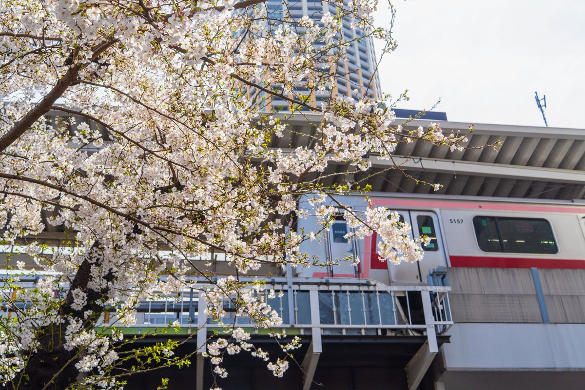 桜が満開になる僅かなひととき🌸

この時期は関東の桜の名所と呼ばれるエリアをハシゴしては心踊るシーズン☺️

まずは人がごった返すことで有名な東京都の目黒川の桜🌸

中目黒駅を降りた瞬間、目の前に広がる桜にウットリしつつ、見物客の多さに春が来たことを実感する季節😇