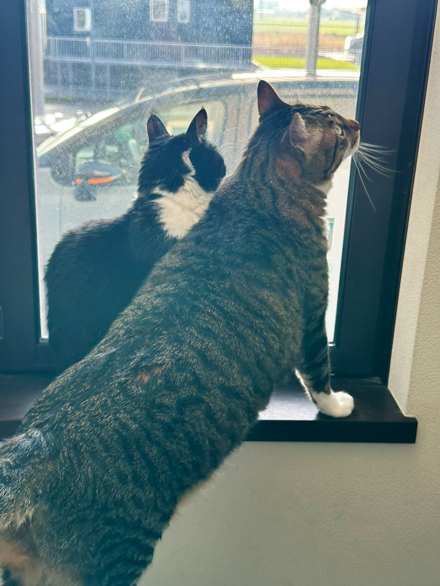 はぎもぎむぎ tweet media