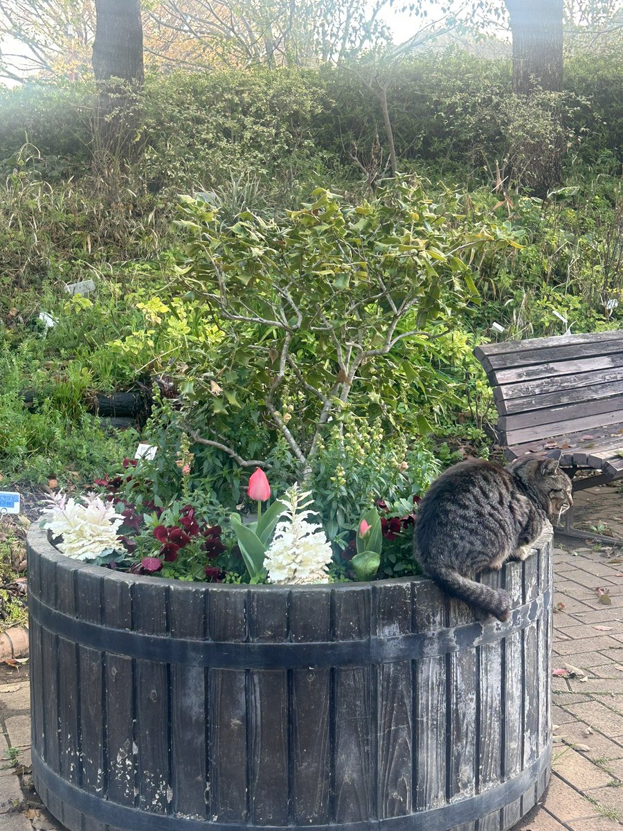 ほしの tweet media