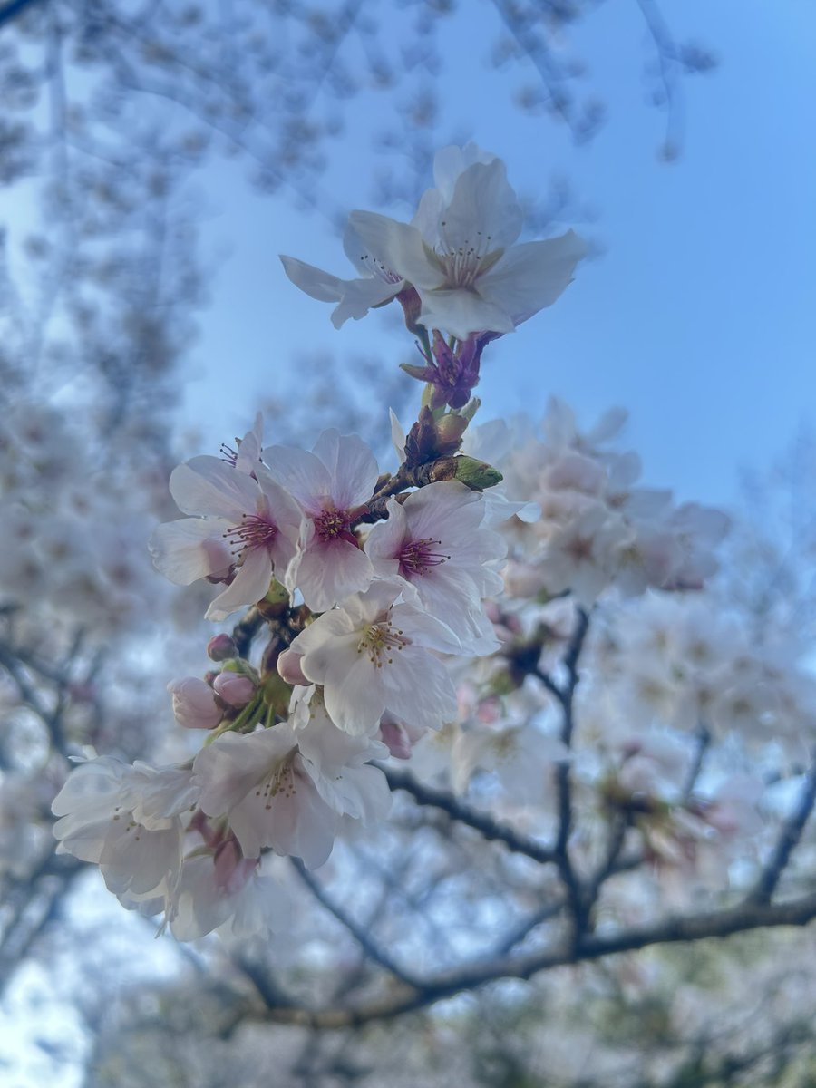 ほしの tweet media