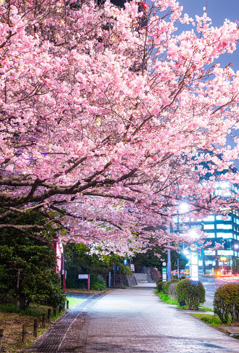 ハスカップ07 tweet media