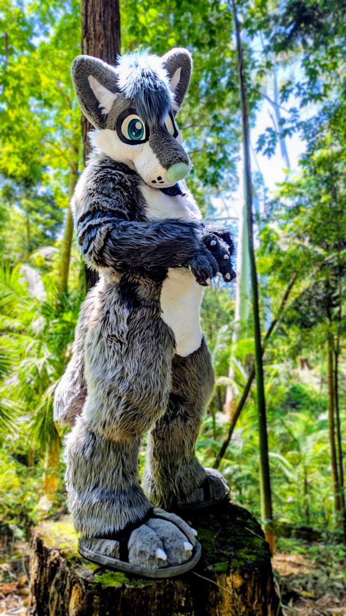 Cosmic the Husky tweet media